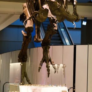 T-Rex Cast by CMNH 