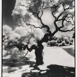 Japanese Split Leaf Maple at Lyndhurst by Renata Rainer