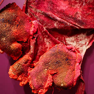 Pulpa Mordida, Carne Fecunda (fresh chewed pulp flesh) by Coralina Rodriguez Meyer 