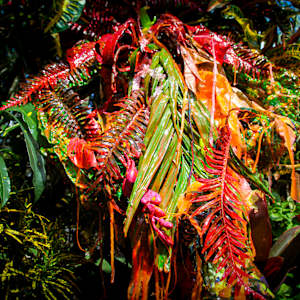 Fruta Extraño (Neon Colored Girl Diptych) by Coralina Rodriguez Meyer 