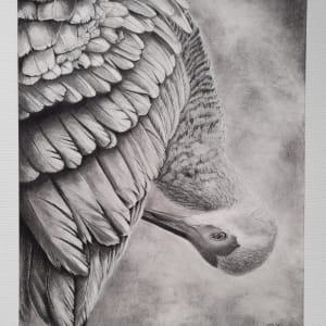 Sandhill Crane by Donna Gonzalez