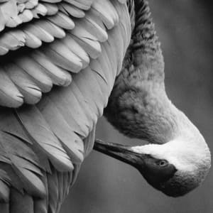 Sandhill Crane by Donna Gonzalez  Image: Sandhill Crane Photo Reference
