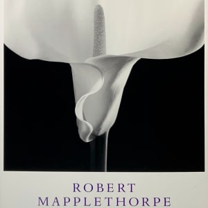 Calla Lily by Robert Mapplethorpe