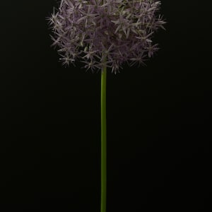 Allium by Allison Lavigne