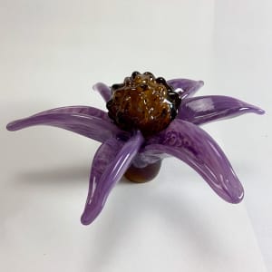 Purple Coneflower by Sarah Band