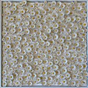 Loves Me Not... Loves Me! by Nicola Cornford