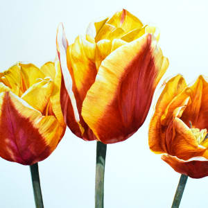 Tulip Trio by Jennifer Gillen