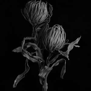 King Proteas by Sam Hughes