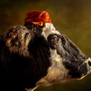 Cows in Hats Series - Velma by Audrey Powles