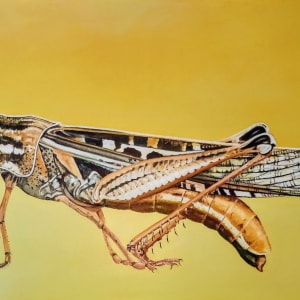 Americana Schistocera (American Grasshopper) by Rick Seguso