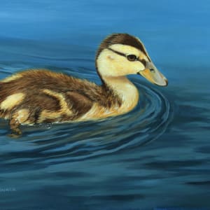 Mallard Duckling by J. Elaine Senack