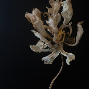 Stunning | Tulipa Dried, Virginia by Allison Lavigne