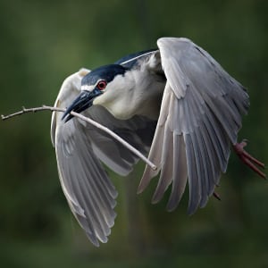 Black-crowned Night Heron by Alan Clark