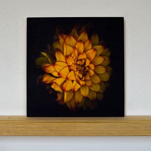 The Dahlia by Belinda Botzong