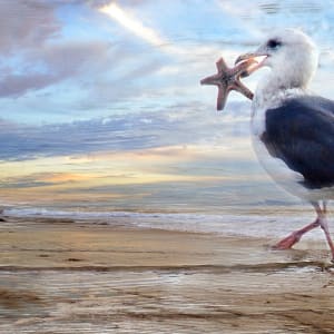Gull and Starfish by Lorraine DarConte