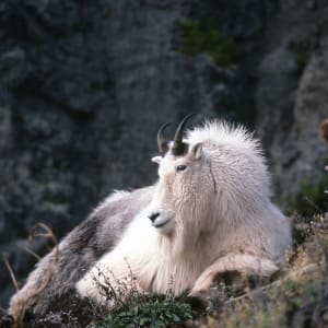 Mountain Goat by Steven Kratka