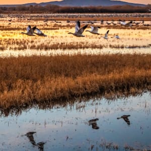 Cranes and Shadows by Evan Knapp