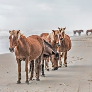 Wild Horses of Corolla OBX by Sandra Snider