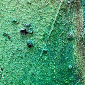 Green by Chantal Hediger, Image 3.
