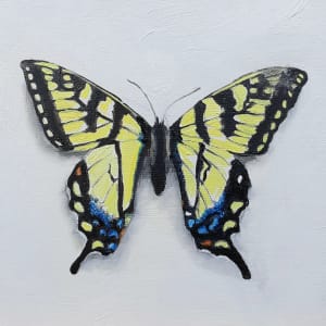 Small Yellow Swallowtail by Catherine Mills
