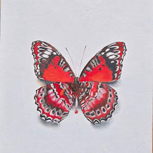 Red Lacewing by Catherine Mills