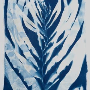 Giant Kelp Study 13 by Oriana Poindexter  Image: Cyanotype photogram created with giant kelp (Macrocystis pyrifera) collected by the
artist while freediving off Point Loma, California on January 8, 2022.