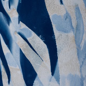 Giant Kelp Study 13 by Oriana Poindexter  Image: Cyanotype photogram created with giant kelp (Macrocystis pyrifera) collected by the
artist while freediving off Point Loma, California on January 8, 2022.