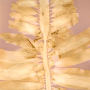 Feather Boa Study 10 by Oriana Poindexter