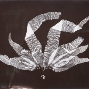 Giant Kelp Study 115 by Oriana Poindexter