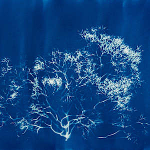 Silva's Rockweed Study 8 by Oriana Poindexter