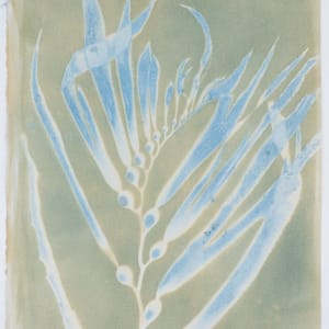 Giant Kelp Study 40, Giant Kelp Toned by Oriana Poindexter 