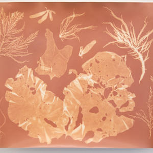 Cascadia Coast Pressings Study 7 by Oriana Poindexter