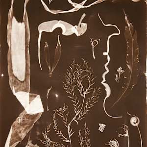 Cascadia Coast Pressings Study 4 by Oriana Poindexter