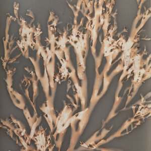 Dictyota Study 14 by Oriana Poindexter, Image 2.