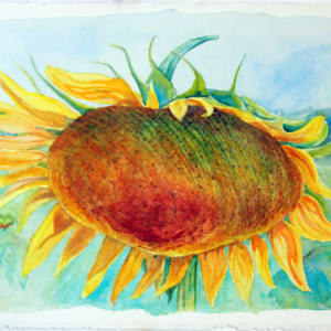 Nodding Sunflower by Theresia McInnis