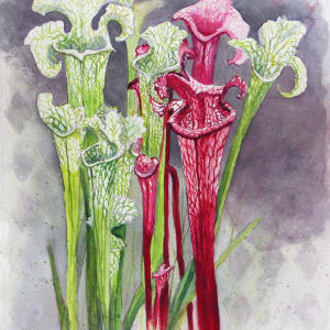 Harlequin Pitcher Plant by Theresia McInnis