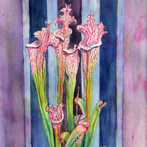 Pitcher Plant en stripes by Theresia McInnis