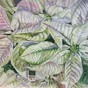 White Poinsettia by Theresia McInnis 