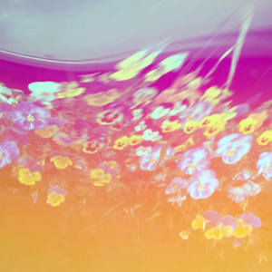 5 by Michelle Hinebrook