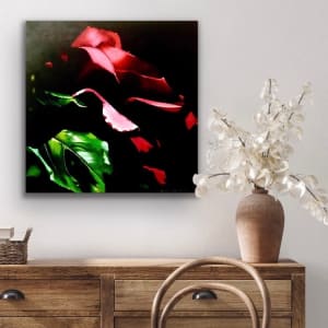 Shadowed Rose by Jessica Keller 