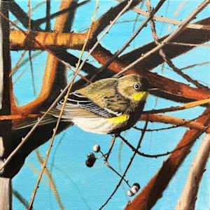 Yellow-Rumped Warbler by Jessica Keller