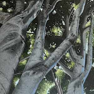 Through the Trees #1 by Jessica Keller