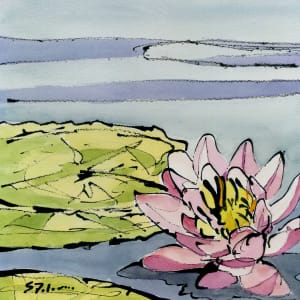 Lotus in Pink by Sue Dolamore