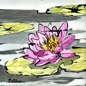 Lotus in Fuschia by Sue Dolamore