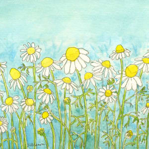 Chamomile by Sue Dolamore