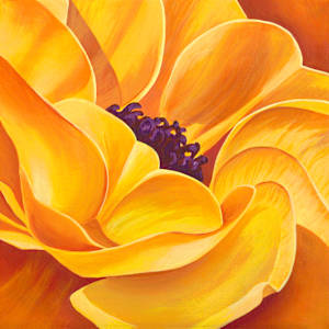 No. 136 Ranunculus - Inner Glow by Renée Switkes