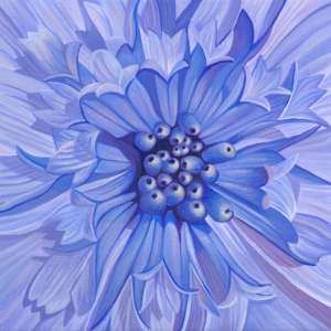 No. 137 Blue Ice Osteospermum - Grace in Stillness by Renée Switkes