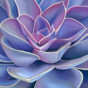 No. 84 Echeveria; Confidante by Renée Switkes