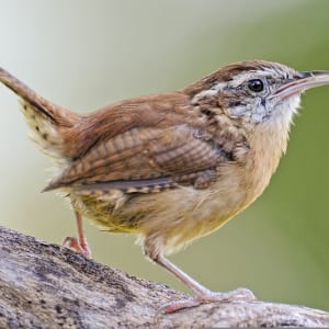 "Now You See Me, Now You Don't"  -  Carolina Wren  (Thryothorus ludovicianus) by Susan Fay Schauer Fiber Artist