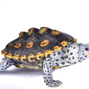 "They Call Me Mr. T!"  Diamondback Terrapin (Malaclemys terrapin) by Susan Fay Schauer